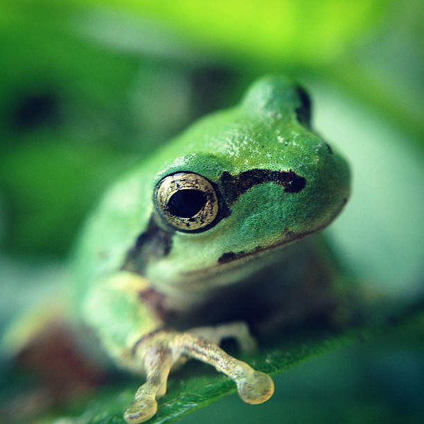 Frog